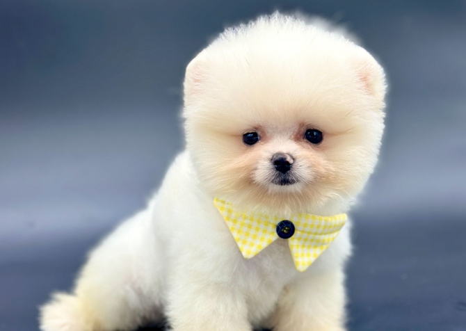 Ayıcık Boo Pomeranian